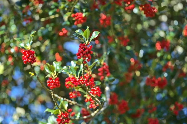 Gyönyörű Fényes Háttér Tavaszi Vörös Bogyók Magyal Ilex Sötétzöld Levelek — Stock Fotó