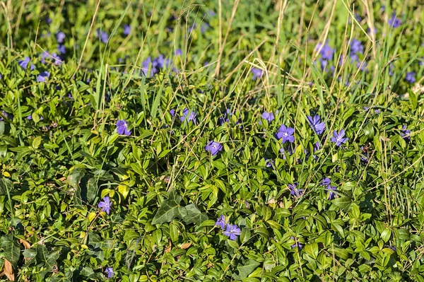 Όμορφη Ανοιξιάτικη Άποψη Των Μπλε Κοινών Λουλουδιών Periwinkle Vinca Apocynaceae — Φωτογραφία Αρχείου