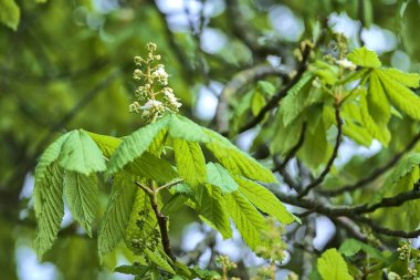 Beautiful closeup view of spring chestnut (Castanea) tree buds and young leaves growing in Ballawley Park, Sandyford, Dublin, Ireland. Soft and selective focus. High resolution