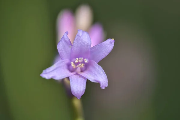 Beautiful Macro View Single Spring Bluebell Hyacinthoides Non Scripta Flower —  Fotos de Stock
