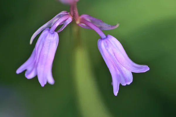 Beautiful Macro View Two Spring Bluebell Hyacinthoides Non Scripta Flowers —  Fotos de Stock