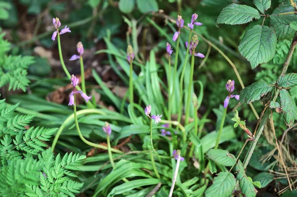 Beautiful Closeup View Spring Bluebell Hyacinthoides Non Scripta Flowers Growing — Stok fotoğraf