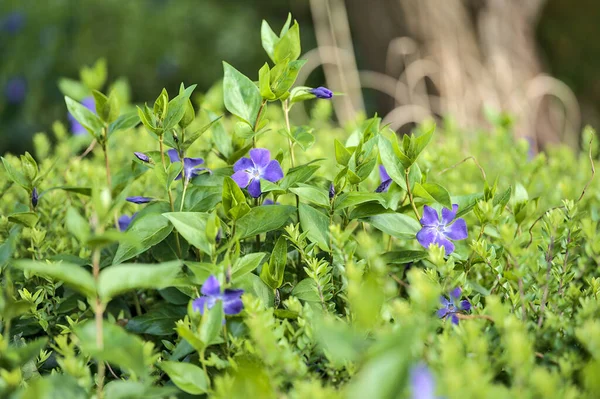 Belle Vue Brillante Sur Les Fleurs Pervenche Commune Bleue Vinca Images De Stock Libres De Droits