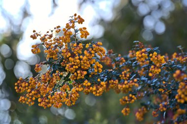 Portakallı Darwin Böğürtlen (Berberis Darwinii) çiçeklerinin koyu yeşil yaprakları ve Ballinteer, Dublin, İrlanda 'da sabah güneşinin ışıldadığı güzel bir bahar manzarası. Yumuşak ve seçici odak