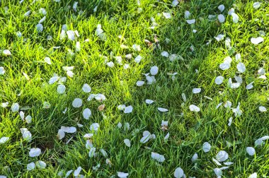 Narin bahar beyaz kirazının (Prunus Shogetsu Oku Miyako) güzel yakın plan görüntüsü, İrlanda 'nın Dublin kentinde sabah ıslak çim çim Ballinteer' inde çiçek açtı. Yumuşak ve seçici odak