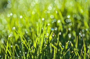 Yeşil hidrofobik bahar çimlerinin güzel makro manzarası sabah çiğ damlaları ve güzel bokeh ışıkları, Ballinteer, Dublin, İrlanda. Yumuşak ve seçici odaklanma. Yüksek çözünürlüklü makro