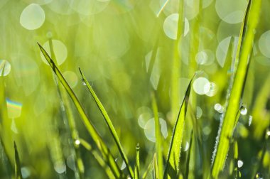 Yeşil hidrofobik bahar çimlerinin güzel makro manzarası sabah çiğ damlaları ve güzel bokeh ışıkları, Ballinteer, Dublin, İrlanda. Yumuşak ve seçici odaklanma. Yüksek çözünürlüklü makro