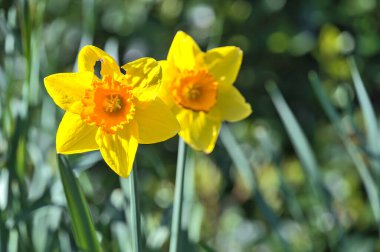 İrlanda, Dublin 'deki Ballinteer' de turuncu koronalı bahar sarısı nergis (Narcissus) çiçeğinin güzel yakın çekimi. Yumuşak ve seçici odaklanma. Çiçekler Ülkesi. Sarı temalı