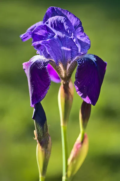 Beautiful Bright Blurry Closeup Vertical View Single Dark Blue Iris — Stock Photo, Image