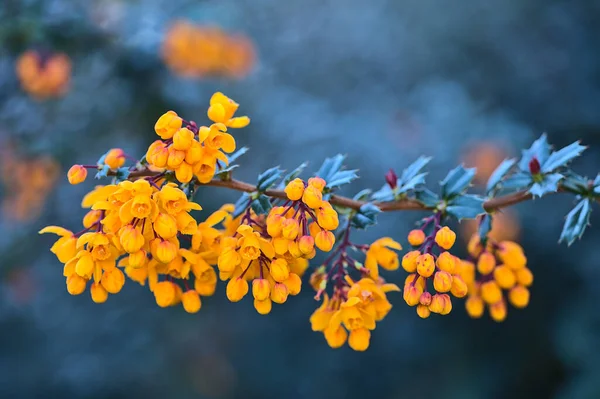 Portakallı Darwin Böğürtlen (Berberis Darwinii) çiçeklerinin koyu yeşil yaprakları ve Ballinteer, Dublin, İrlanda 'da sabah güneşinin ışıldadığı güzel bir bahar manzarası. Yumuşak ve seçici odak