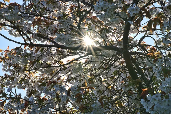 Beautiful Closeup View Delicate Spring White Cherry Prunus Shogetsu Oku — Stock Photo, Image