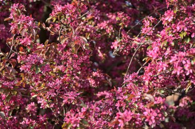 Koyu pembe çiçekli yaban elması (Malus Sylvestris) ağaçlarının güzel bahar manzarası, Ballinteer, Dublin, İrlanda. Yumuşak ve seçici odaklanma. Çiçek açan yabani elma ağacı arka planı