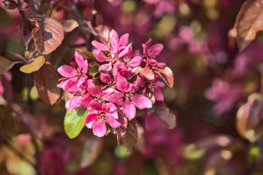 Bulanık arka planda koyu pembe çiçekli yaban elmasının (Malus Sylvestris) güzel bahar manzarası, Ballinteer, Dublin, İrlanda. Yumuşak ve seçici odak