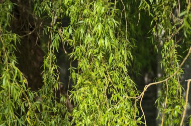 Bahar söğüdü (Salix) ağaç yapraklarının güzel yakın çekimi umudu temsil ediyor, ait, güvenli, Ballinteer, Dublin, İrlanda 'da büyüyor. Yumuşak ve seçici odak