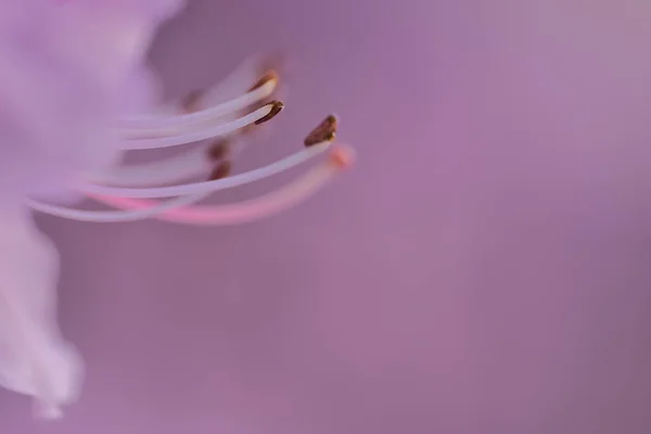 Schöne Makroaufnahme Des Frühlings Zarte Violette Wilde Rhododendron Blüten Teile — Stockfoto