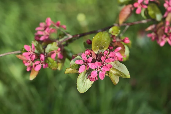 Vacker Närbild Våren Syn Mörkrosa Blommande Krabba Äpple Malus Sylvestris — Stockfoto