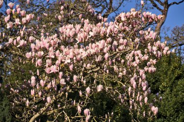 İrlanda, Dublin 'deki Howth Castle yakınlarında çiçek açan yumuşak pembe Çin çay tabağı manolyasının (Magnolia Soulangeana) güzel yakın plan görüntüsü. Yumuşak ve seçici odak