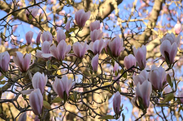 Beautiful Close Seup View Soft Pink Chinese Saucer Magnolia Magnolia — стоковое фото