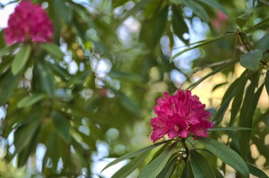 Koyu yeşil yapraklı çiçek açan tek bir ilkbahar pembe rhododendron manzarası, Howth Rhododendron Gardens, Dublin, İrlanda. Yumuşak ve seçici odaklanma. İrlanda kır çiçekleri