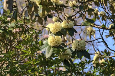 Açık sarı ve bej renklerde çiçek açan bahar ayının güzel yakın plan görüntüsü, Howth Rhododendron Gardens, Dublin, İrlanda. Yumuşak ve seçici odaklanma. İrlanda kır çiçekleri