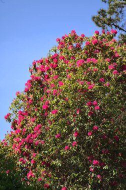 Bahar ayının güzel manzarası. Dublin, İrlanda 'daki Howth Rhododendron Bahçeleri' nde mavi gökyüzüyle çiçek açan büyük bir ağaç. Uzayı kopyala Yumuşak ve seçici odaklanma. İrlanda kır çiçekleri