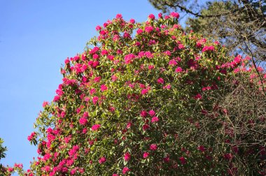 Bahar ayının güzel manzarası. Dublin, İrlanda 'daki Howth Rhododendron Bahçeleri' nde mavi gökyüzüyle çiçek açan büyük bir ağaç. Uzayı kopyala Yumuşak ve seçici odaklanma. İrlanda kır çiçekleri