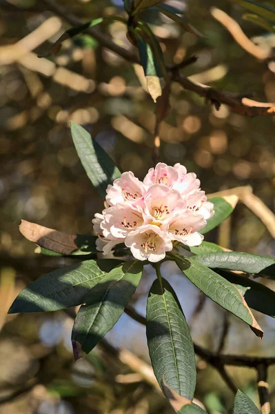 Vacker Närbild Våren Vit Vild Rhododendron Blommande Blommor Ljusgula Och — Stockfoto