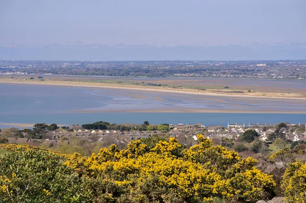 Hermosa Vista Panorámica Como Antena Brillante Del Gorse Amarillo Ulex —  Fotos de Stock