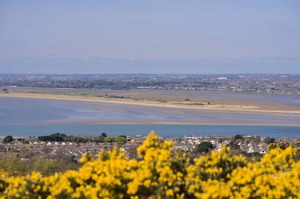 Hermosa Vista Panorámica Como Antena Brillante Del Gorse Amarillo Ulex —  Fotos de Stock