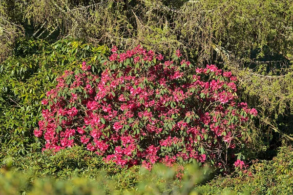 Bela Vista Telefoto Primavera Grande Rosa Rododendro Selvagem Florescendo Árvore — Fotografia de Stock