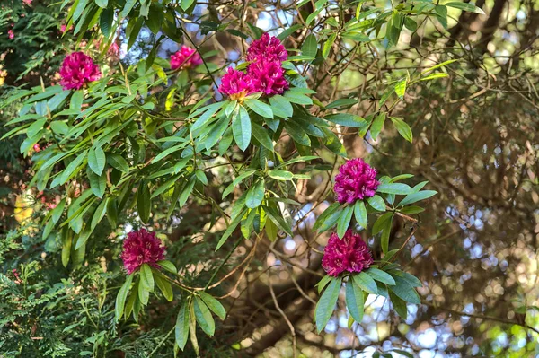 Gyönyörű Közelkép Kilátás Tavasszal Rózsaszín Vad Rododendron Virágzó Sötét Zöld — Stock Fotó
