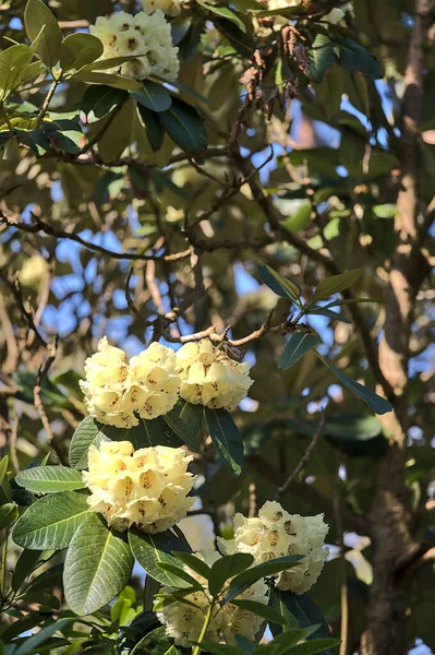 Gyönyörű Közelkép Kilátás Tavasszal Fehér Vad Rododendron Virágzó Virágok Világos — Stock Fotó
