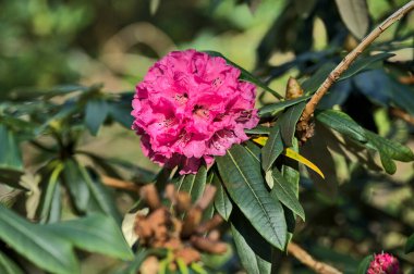Koyu yeşil yapraklı tek bir bahar pembe rhododendron çiçeğinin güzel yakın plan görüntüsü, Howth Rhododendron Gardens, Dublin, İrlanda. Yumuşak ve seçici odaklanma. İrlanda kır çiçekleri