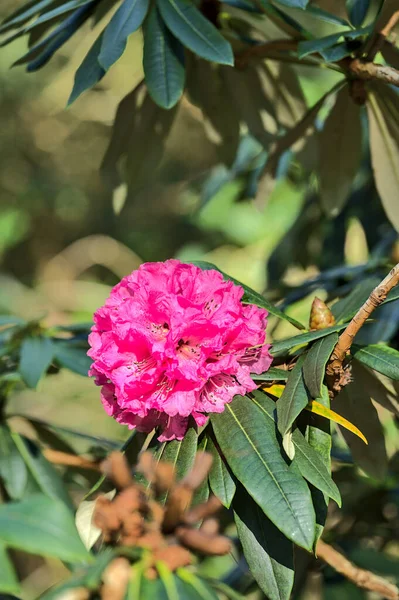 Beautiful Closeup View Single Spring Pink Wild Rhododendron Blooming Flower — Stock Photo, Image