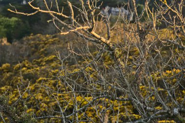 İrlanda 'nın her yerinde yıl boyunca, Killiney Hill, Dublin, İrlanda' da yetişen eski kuru ağaç dalları ve (Ulex) yabani çiçeklerin güzel yakın çekim akşam manzarası. Yumuşak ve seçici odak