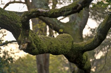İrlanda, Dublin 'deki Killiney Hill Parkı' nda büyüyen eski yosunlu meşe dallarının güzel yakın çekim akşam manzarası. Yumuşak ve seçici odak