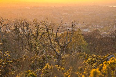 Kuru ağaç dalları ve altın güneş ışığı altındaki ağaç tepeleri, Killiney Tepesi, Dublin, İrlanda. Nefes kesici gün batımı. Yumuşak ve seçici odak.