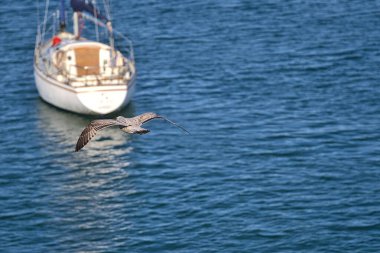 Dun Laoghaire limanındaki (Batı İskelesi) bir teknenin (Dublin, İrlanda) arkasında uçan küçük Batı Avrupa ringa martısının (Larus argentatus argenteus argenteus) güzel yakın plan görüntüsü. Seçici odaklanma. Boşluğu kopyala