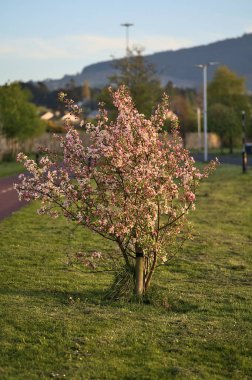 Bisiklet yolunun yanında büyüyen pembe bahar çiçekli yaban elması (Malus Sylvestris) ağacının güzel akşam manzarası, Ballinteer, Dublin, İrlanda. Yumuşak ve seçici odak