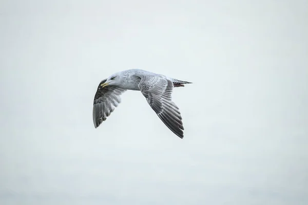 Όμορφη Κοντινή Άποψη Των Μικρών Πτήσεων Δυτική Ευρώπη Herring Gull — Φωτογραφία Αρχείου