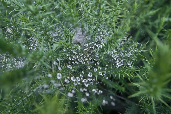 Vacker Närbild Vattendroppar Spindelnät Vilda Topp Gorse Ulex Blommor Växer — Stockfoto