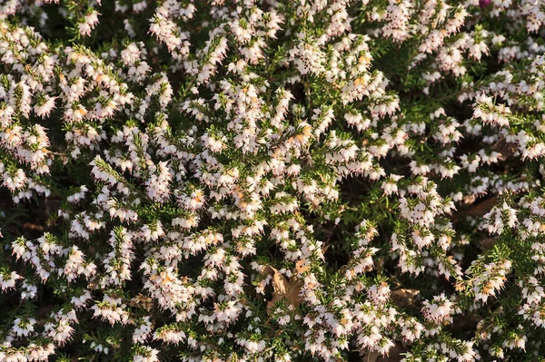 Vacker Vår Bakgrund Medelhavet Vita Hedblommor Erica Arborea Med Gröna — Stockfoto