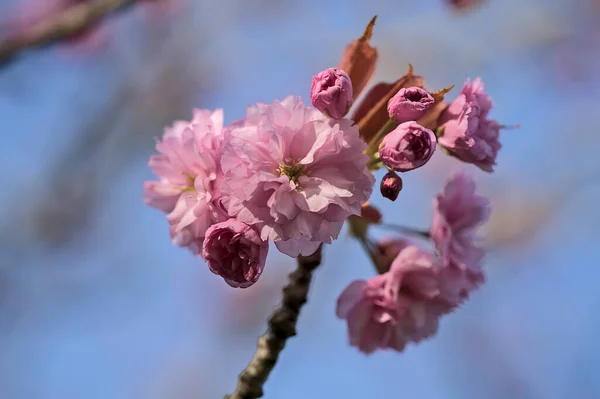 Bela Vista Close Delicada Primavera Rosa Cereja Prunus Shogetsu Oku — Fotografia de Stock