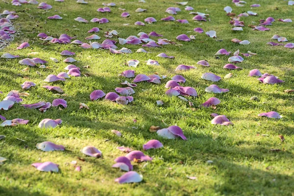 아일랜드 더블린에 캠퍼스에서 오르고 글리아 수라나 의나무의 잔디밭에 분홍색 떨어지는 — 스톡 사진