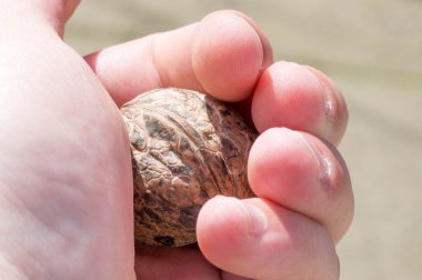 Tek bir ceviz tutan el