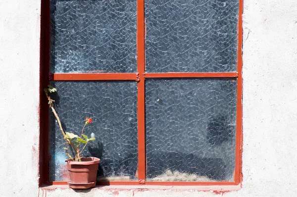 Koncepcja strzał, czerwony kwiat i okno stary — Zdjęcie stockowe