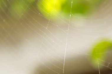 Beyaz örümcek web Parlatıcı güneş ışığı altında