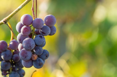 Mavi üzüm kuprik sülfat ile tedavi