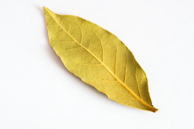 Top görünümünde bir defne yaprağı