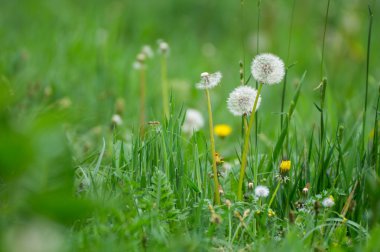 Üç dandelions görünümünü kapat
